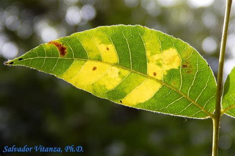 Hemiptera Sternorrhyncha Aphididae Melanocallis Caryaefoliae Black