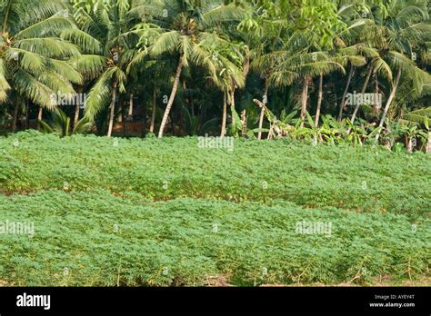 Tapioca Plants In Tamil Nadu South India Stock Photo Alamy