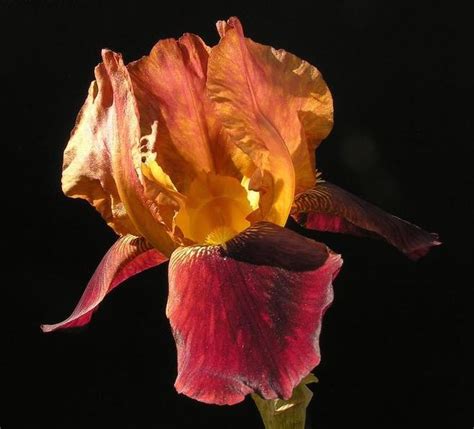 TB Iris Germanica King Tut Sass 1926 Brown Flowers Iris