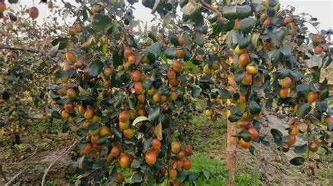 Kashmiri Apple Ber Type Grafted At Plant In Bhubaneswar Id