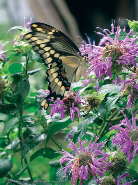 Papilio Cresphontes Giant Swallowtail Butterfly Feeding On Monarda