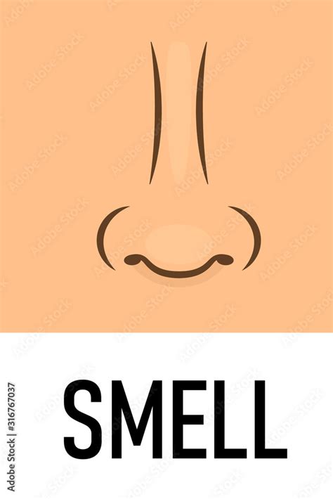 Sense Of Smell Clipart