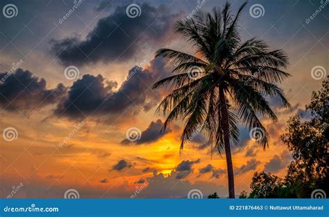 Palmeras De Cocoteros En La Playa Al Atardecer Tono Vintage Imagen De