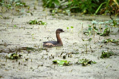 Pied-billed Grebe – Imagine Our Florida, Inc