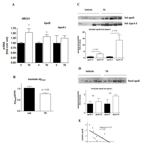 Transcriptional Regulation Of Apoe And Abca1 Expression By Lxr In Download Scientific Diagram