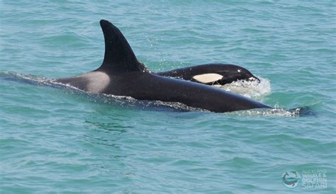 The gender of an orca calf can affect likelihood of the mother ...