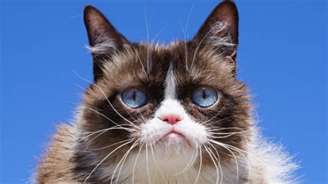 Internet Sensation Grumpy Cat Passes Away Celebrity Images