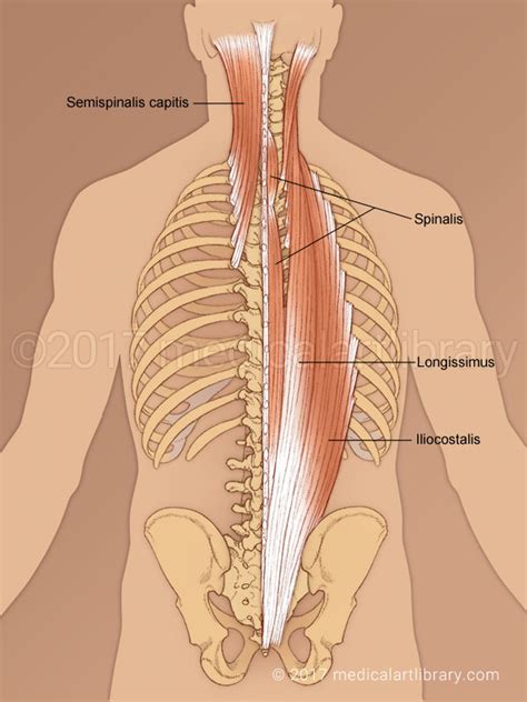 Intermediate Layer Of Intrinsic Back Muscles Diagram Quizlet