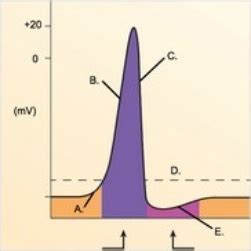 -The Figure Illustrates Changes in the Membrane Potential During an Action | Biology+