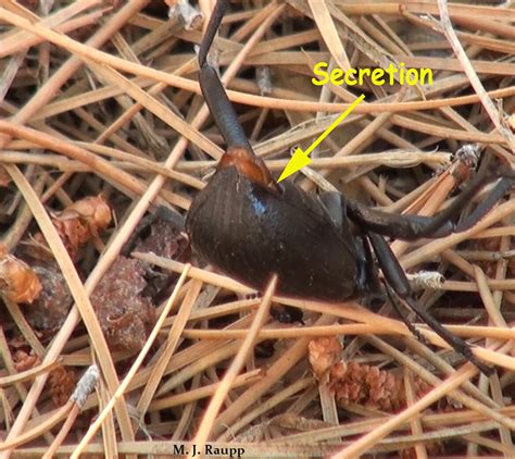 Stinky Headstands In The Desert Desert Stink Beetles Genus Eleodes