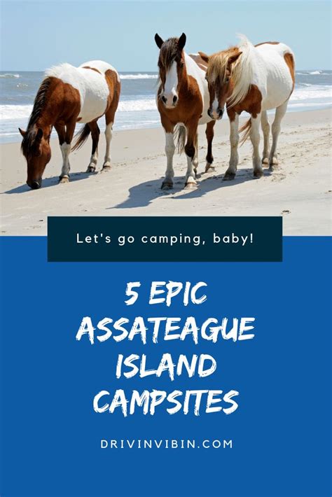 5 Epic Assateague Island Camping Spots | Assateague island national ...