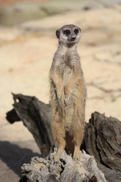 Premium Photo Meerkat Standing Guard