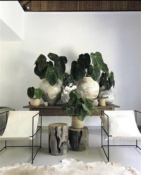 47+ Indoor Plant Displays That Bring the Outdoors inside in 2024