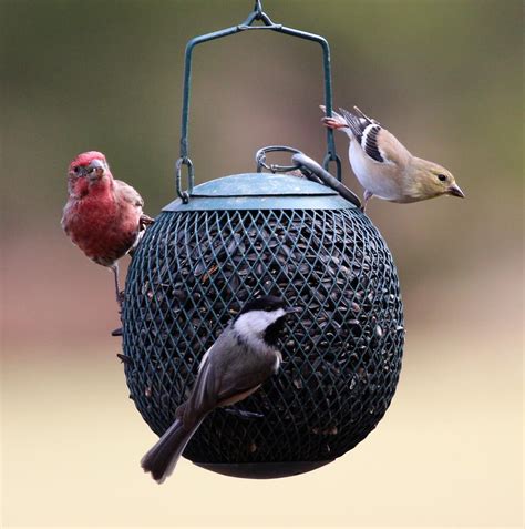 Latest Updates on Songbird Illness in the Region | Audubon Maryland-DC