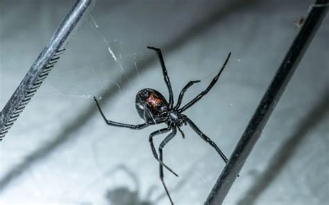 Black Widow Spider Bite Stages