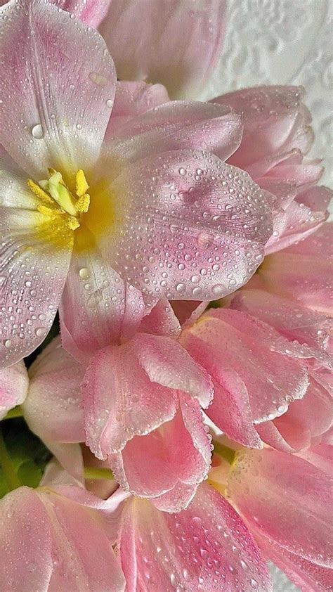 Some Pink Flowers With Water Droplets On Them