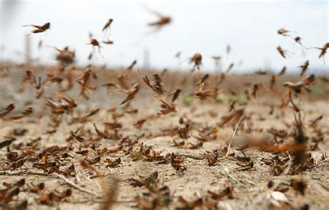 Pakistan expects locust migration at end of May - CGTN