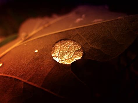 Wallpaper 1600x1200 Px Depth Drops Field Leaves Macro Of Water