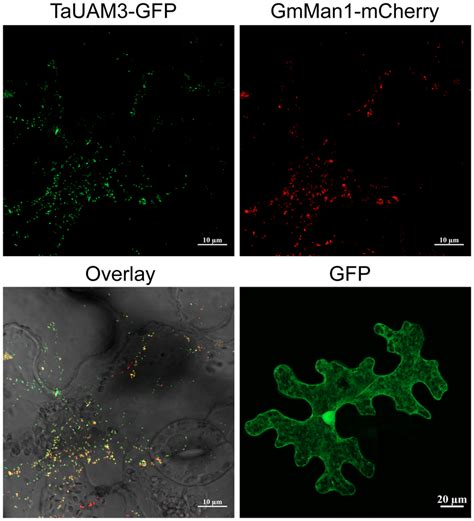 Subcellular Localization Of Tauam3 Protein In Nicotiana Benthamiana By