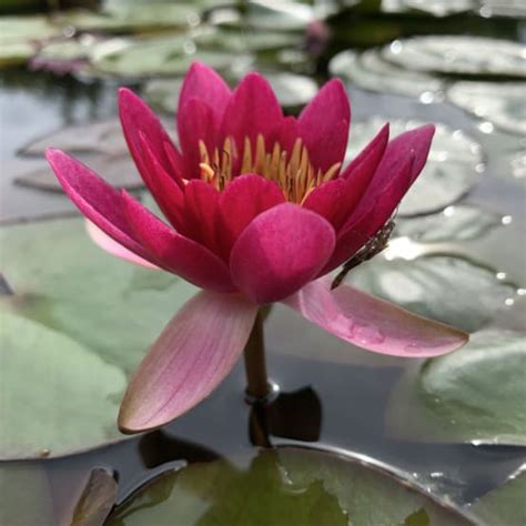 NYMPHAEA Froebeli En Rhizome Gamm Vert