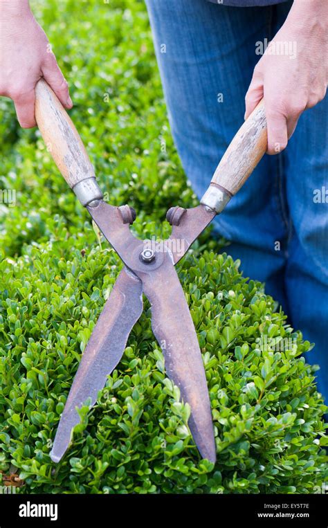 Pruning Of Box Hedge In A Garden With Shear Pairs Stock Photo Alamy