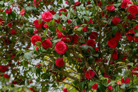 Sowing Camellia Seeds Requires Lots Of Patience - Here's 6 Steps If You ...