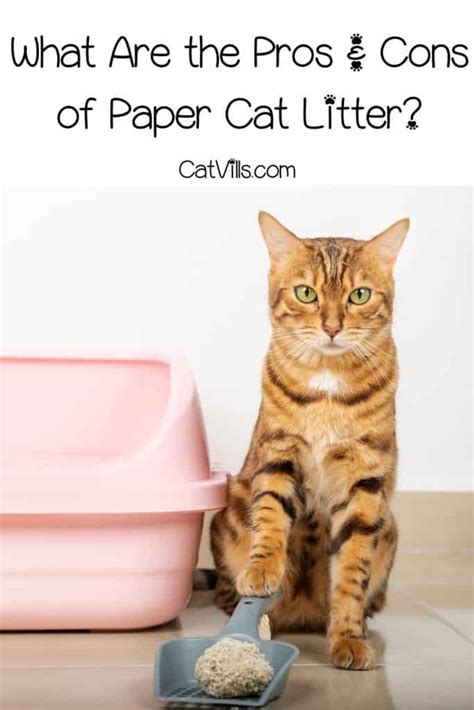 Is Paper Cat Litter The Best Option? Pros & Cons & Top Picks