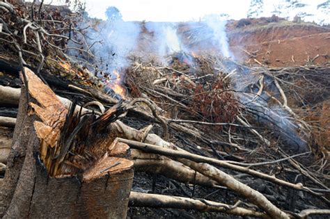 Clearing New Land By Burning Deforestation Stock Photo Stock Photo - Download Image Now - iStock