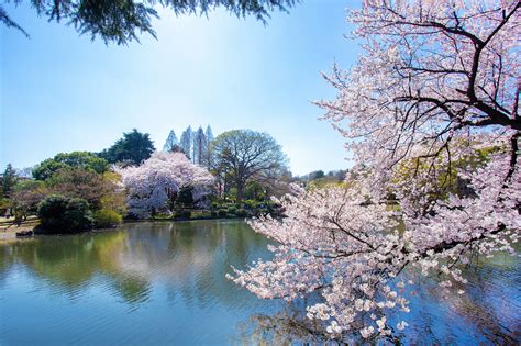 5 Best Parks And Gardens To Visit In Tokyo KCP International