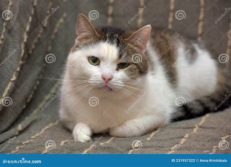 Gato Do Mato Pequeno Branco E Cinzento Foto De Stock Imagem De