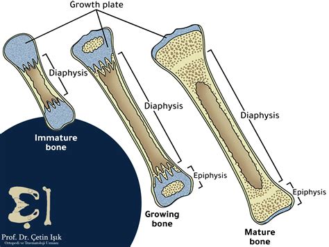 Types Of Bones In The Human Body According To Several Classifications