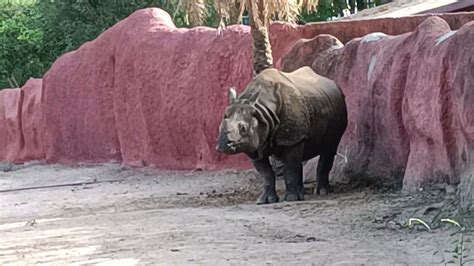 Nehru Zoological Park, Rhino Park in Nehro Zoo Park Hyderabad. Zoo ...