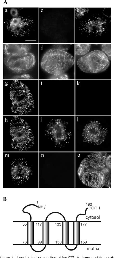 Figure From Characterization Of The Targeting Signal Of The