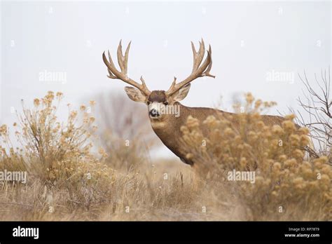 huge Mule Deer buck in prairie habitat Stock Photo - Alamy