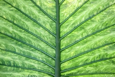 Folha Verde Eefante Xanthosoma No Garfo Foto De Stock Imagem De