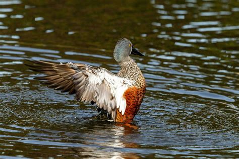 Australasian Shoveler Duck 24736759 Stock Photo at Vecteezy