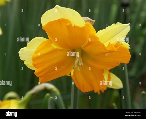 Orange And Yellow Split Cupped Collar Daffodils Narcissus Mondragon