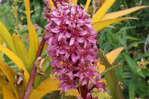 Eucomis comosa 'Sparkling Burgundy' – Ballyrobert Gardens