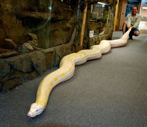 List 102 Pictures Pictures Of The Largest Snake In The World Latest