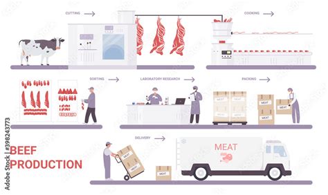 Beef production on meat factory infographic process vector illustration ...