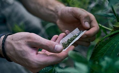 Qu Le Sucede A Tu Cerebro Cuando Usas Cannabis Durante A Os