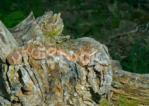 Venomous Snake Stock Photo | Royalty-Free | FreeImages