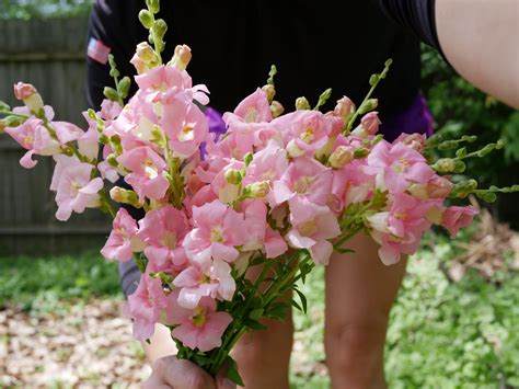 In Bloom Light Pink Chantilly Snapdragons