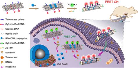 Nucleolin Targeted DNA Nanotube For Precise Cancer Therapy Through