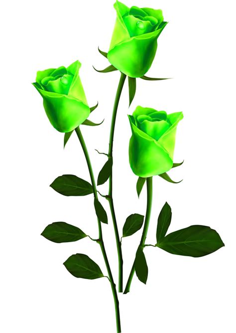 Green roses Stock Photo free download