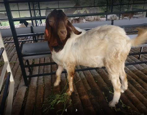 Male Boer Goats At Rs 1000kg In Challakere Id 19272920948