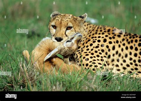 singular prey food eat hunter gazelle cheetah africa savannah animal ...