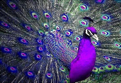 Purple Peacocks