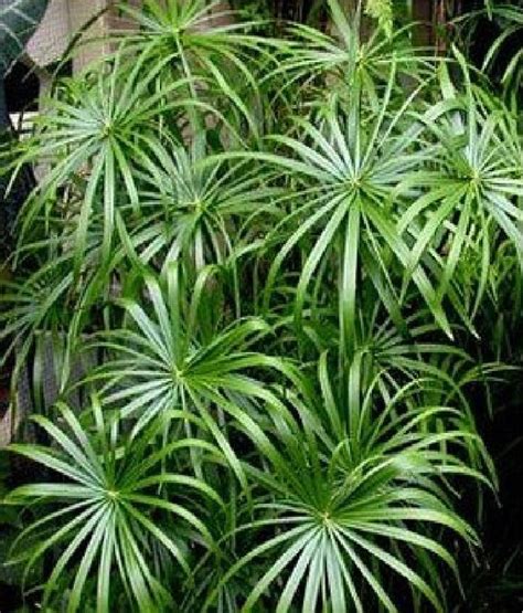 Umbrella Palm Tree 50 Seeds Cyperus Alternifolius Tropical - Etsy