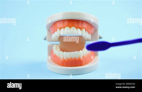 Oral Cavity Care How To Properly Brush Teeth With A Toothbrush Stock Video Footage Alamy